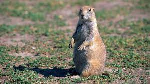 How to keep prairie dogs out of garden. Why You Should Totally Dig Prairie Dogs Howstuffworks