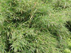 Bambus Bambus Pflanzen Basilikum Pflanzen