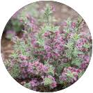 Check spelling or type a new query. New Varieties Nursery Management