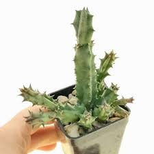 Image result for Huernia kirkii