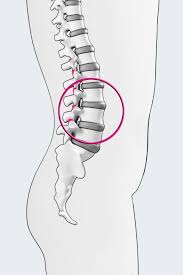 See backbone stock video clips. Joints Between The Vertebrae Facet Joints