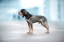 Image result for malý modrý gaskoňský honič