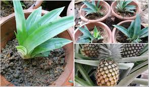 Nanas, nenas, atau ananas ( ananas comosus ) adalah sejenis tumbuhan tropis yang. Cara Tanam Nenas Teknik Belahan Jambul Satu Jambul Boleh Dapat 4 Anak Pokok Is Locked Cara Tanam Nenas Teknik Belahan Jambul Satu Jambul Boleh Dapat 4 Anak Pokok