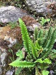 Image result for Lonchitis