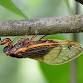 Bugging Out:  the Periodical Cicadas of North Georgia event image