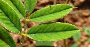 Image result for Tephrosia elata