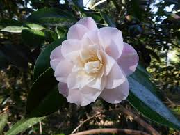 These 10 fascinating garden flowers bloom only at night. April 2020 In The Neighbourhood Ubc Botanical Garden