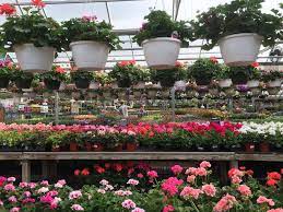 Description:american plant's landscape division specializes in creative solutions for all of your landscaping needs. American Plant 7405 River Rd Bethesda Md 20817 Usa