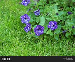Bright colored lights — from greenhouses near leamington and kingsville, ontario, southeast of windsor — can be seen in the night sky across lake st. Petunia Ampel Starry Image Photo Free Trial Bigstock