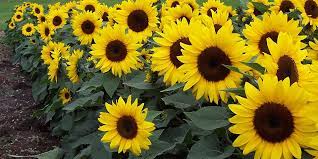 Different varieties have different needs. How To Plant And Care For Sunflowers Bunnings Warehouse