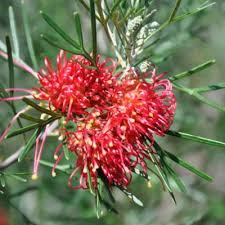 Image result for Grevillea biternata
