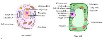High school, college/university, master's or phd, and we will assign you a writer who can satisfactorily meet your professor's expectations. Can Anybody Give Me A Pencil Sketch Of Plant Animal Cell Its Science Cell Structure And Functions 463884 Meritnation Com