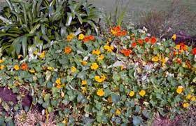 Check spelling or type a new query. Home Study Gardening And Horticulture Courses And Gardening Tip