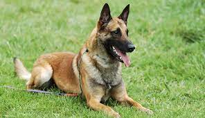 See more ideas about belgian shepherd, belgian sheepdog, dogs. Belgian Shepherd Dog Malinois Dog Breeds Purina