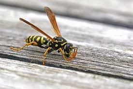 Wasp Hornet Identification What Does A Wasp Look Like