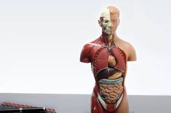 The solar plexus, or celiac plexus, is a large cluster of nerves that relay messages from the major organs of the abdomen to the brain. Solarplexus Verstandlich Erklart