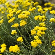 Image result for Helichrysum chasei