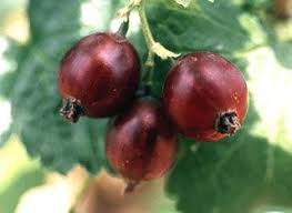 Image result for jostaberry