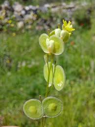 Image result for Oreophyton falcatum