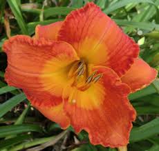 Hours may change under current circumstances Photo Of The Bloom Of Daylily Hemerocallis Tahlequah Flame Posted By Ditchlily Garden Org