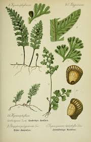 Image result for Anogramma leptophylla