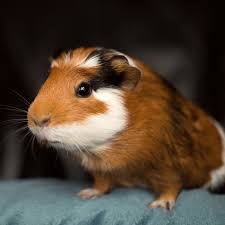Find out how to go about finding a veterinarian for your exotic pet. Exotic Pets Bees In Riverbank