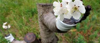 Rose grafting update video showing white and red color flower on same plant: The Practice Of Lateral Grafting At Canarius Canarius Blog