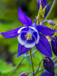 Flower shop in ontario ontario, canada and the surrounding areas. Springtime Blues A Jazzy Blue Spring Columbine Is A Sheer Delight After A Long Nasty Winter In Ontario Beautiful Pics Beautiful Flowers Flowers Flower