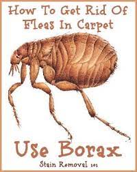 Uses For Borax Around Your Home Home Remedies For Fleas Borax Uses Fleas