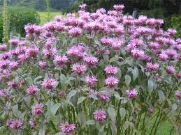 Image result for Monarda didyma