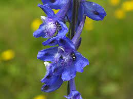 Wild Blue Larkspur Larkspur Poisonous Plants Delphinium
