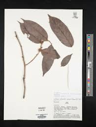 Image result for Diospyros consolatae