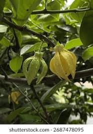 Image result for Artabotrys