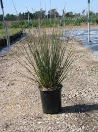 Image result for Juncus punctorius