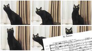 Cat listening to music with colourful lights meme. This Cat Listening To Mahler Is Basically All Of Us Classic Fm