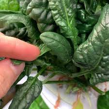 May 26, 2021 · tiny white or black spots or marks on plant leaves can be caused by insects, disease or overwatering. White Spots On Spinach What Are They And Is It Safe To Eat Together Time Family