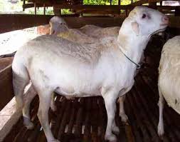 Syarat Kambing Aqiqah Yang Sesuai Dan Jenis Kelaminnya - Jasa ...