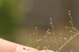 Image result for Sporobolus tenuissimus