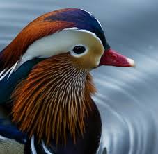 Die ente | die enten. Seltene Sichtung Der Riesenhype Um Die Wunderschone Ente In New York Welt