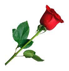 Rose Png Transparent Image Rose Flower Png Rose Png Iphone Background Images
