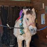 Meet the Herd at Melody’s Haven of Hope