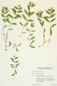 Image result for Caryophyllaceae