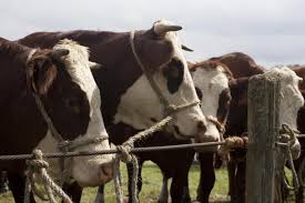 Becoming A Large Animal Veterinarian For Horses Cows And Pigs Large Animal Vet Pet Vet Large Animals