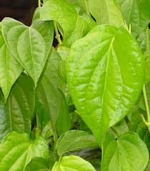 Betel leaf is mostly consumed in asia, and elsewhere in the world by some asian emigrants. Wieisukhihotu Din Daeng Phor Than Kong S Betel Leaves Wichah Withi