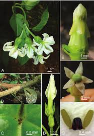 Image result for Marsdenia dregea