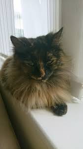 Long Haired Tortoiseshell Cat Siberian Siberian Cat Cats Tortoise Shell Cat
