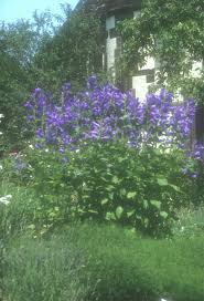 Plant Photo Of Campanula Latifolia Campanula Showy Flowers Plants