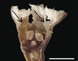 Image result for Thesium scirpioides