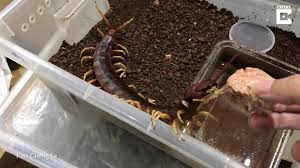 Mayat mangsa ada kesan gigitan pada rusuk sebelah kanan. Selamba Bela Lipan Gergasi The Reporter