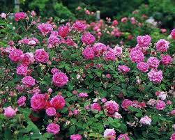 Numerous cultivars have been produced, especially over the last two centuries, though roses have been known in the garden for millennia beforehand. What Is An Old Garden Rose Finegardening